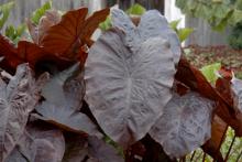 Colocasia 